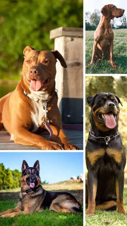 5 Most Protective Dog Breeds for Nigerian Families: Prices, and Training,