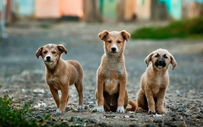 Learn How to Easily Train Your Local Nigerian Dog