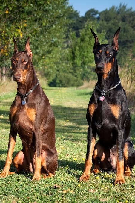 7 Most Effective Guard Dogs for Homes in Nigeria