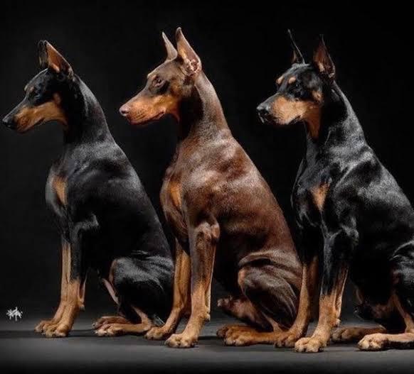 Top 5 Most Loved Dog Breeds in Nigeria