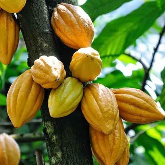 Top 10 Largest Cocoa Producing States in Nigeria