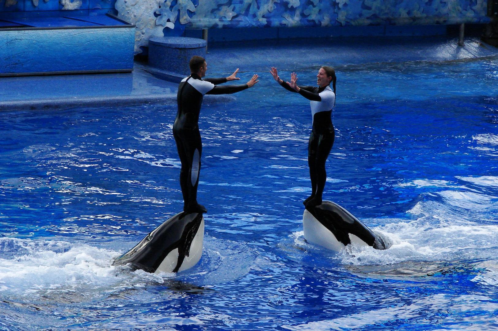 Top 10 Most Trainable Animals: Nature’s Smartest Learners