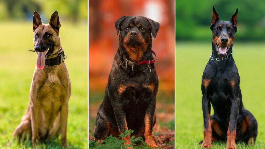 Top 10 Most Intelligent Dog Breeds