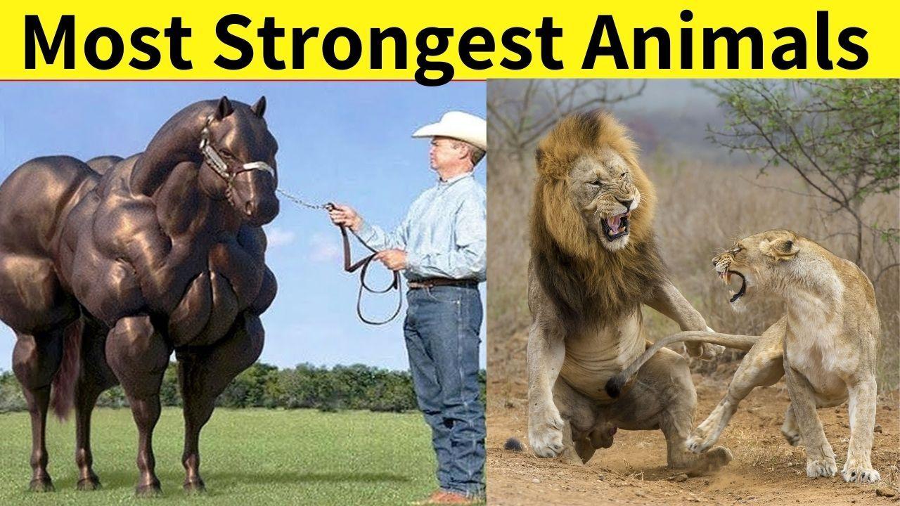 Top 15 Strongest Animals in the World