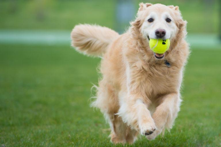 The Best Cute Pet Names in 2025: Finding the Perfect Pet name