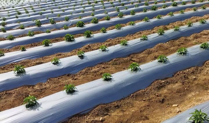 The Role of Mulching in Modern Agriculture