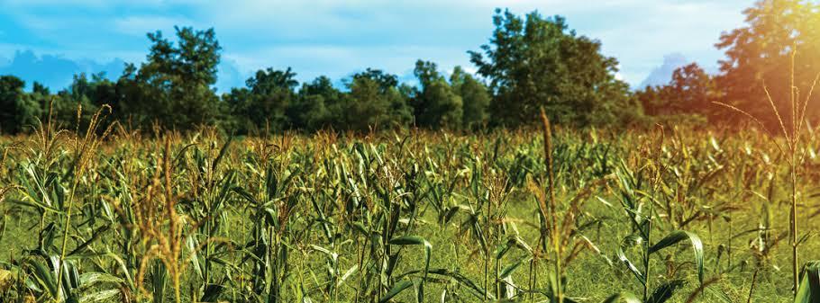 The Effects of Weeds on Crop Yields and Quality