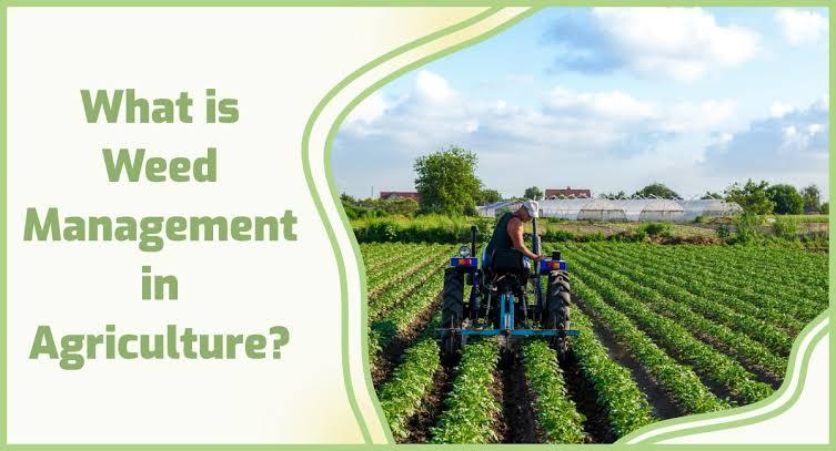 Weed Management: A Critical Aspect of Agricultural Production