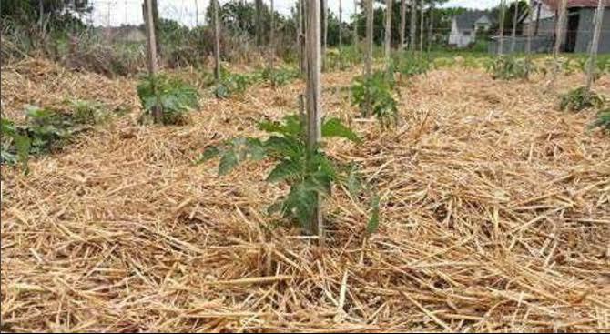 Weeds: The Silent Thieves of Agricultural Productivity