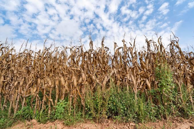 Weeding Out the Competition: Understanding Weed Ecology