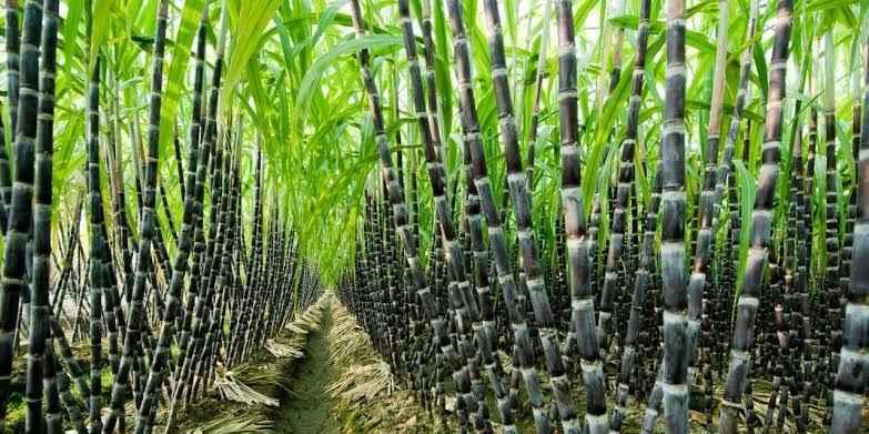 Sugarcane Farming in Nigeria: How To Get Started