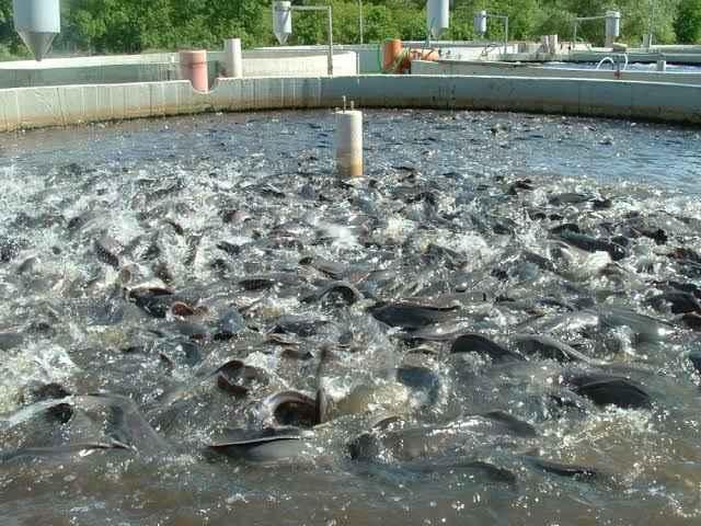 Fish Farming in Nigeria: How to Get Started